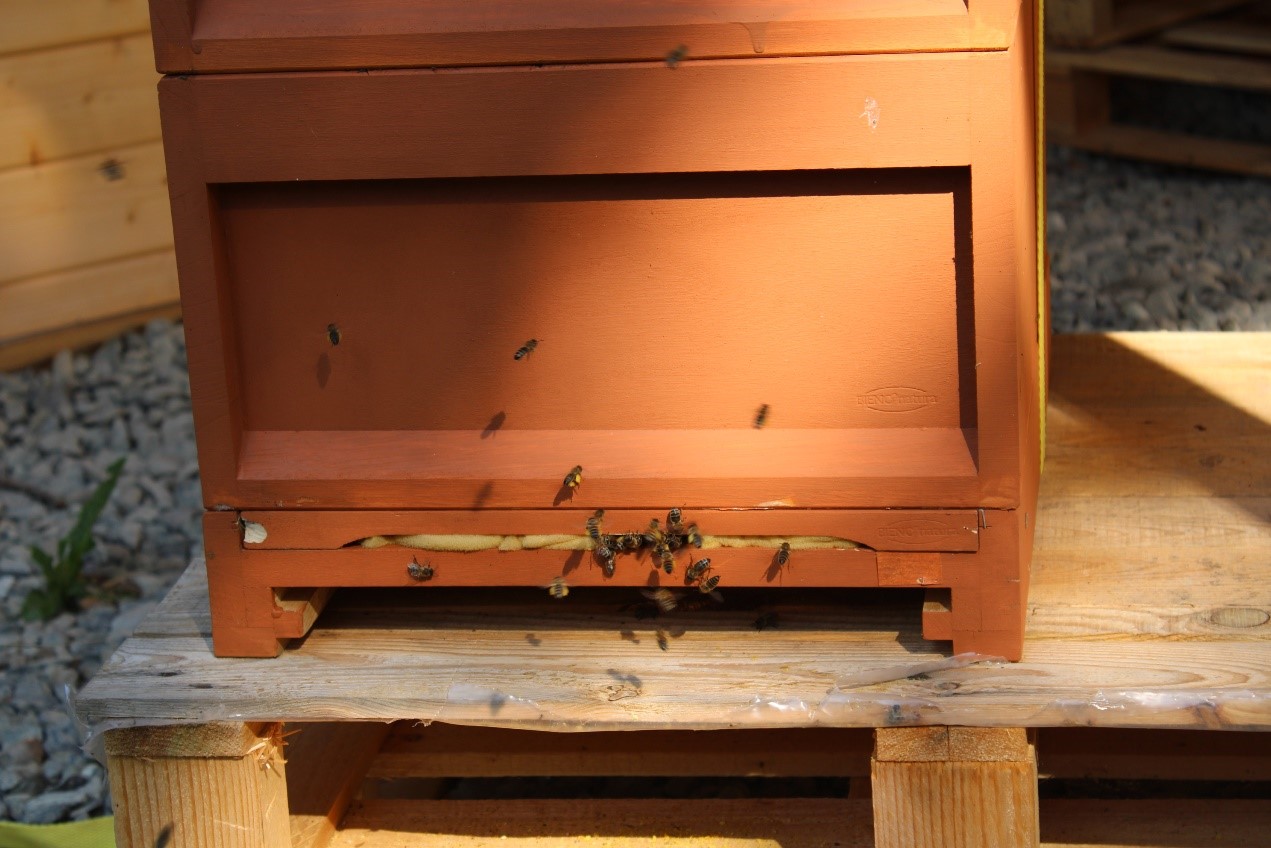 bienen 2